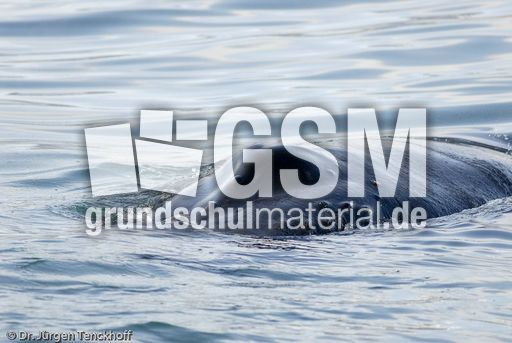 Buckelwal (27 von 57).jpg